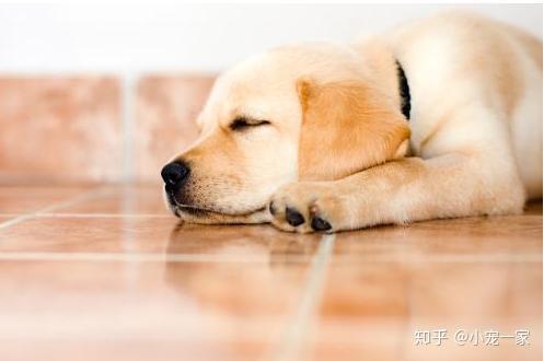 怎么看小狗是否中暑 v2-a683d828ba3c93439a4755e495d1fa60_r.jpg