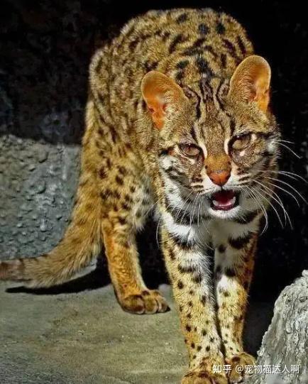 “超凶”的9种猫,猫友们要小心了! - 知乎