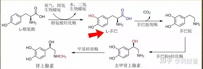 被酪氨酸羟化酶