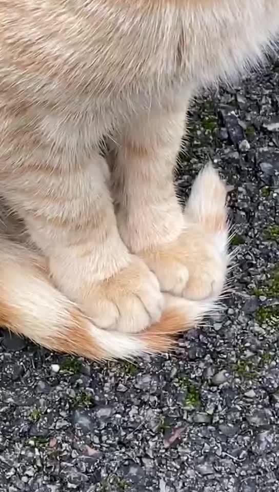 冬天猫脚脚会冷吗 - 知乎