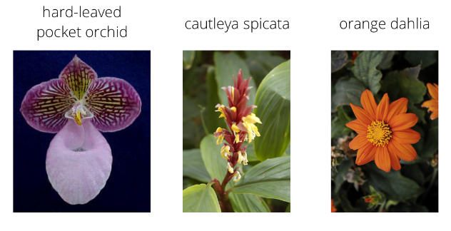 手把手教你用pytorch实现图像分类器