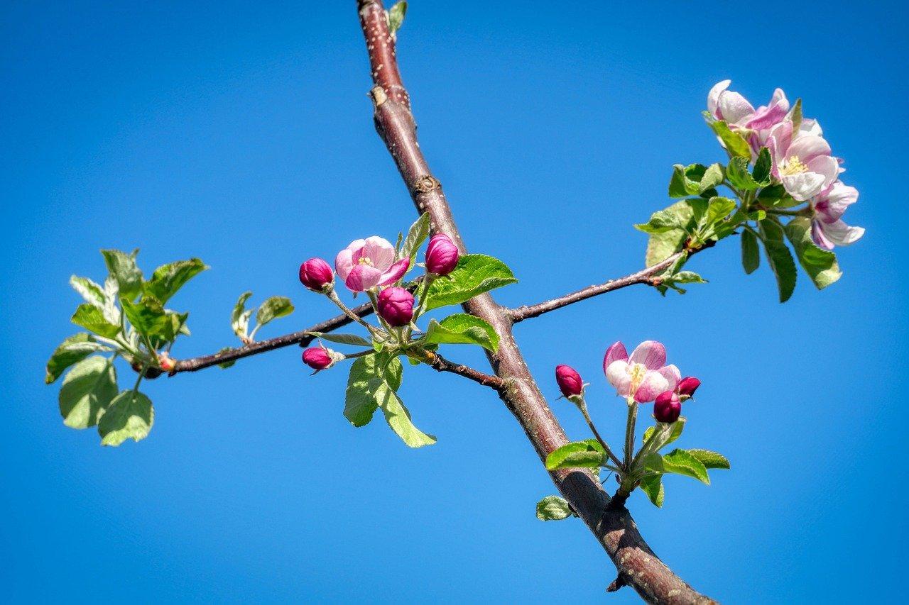 4. 土壤要求与改良