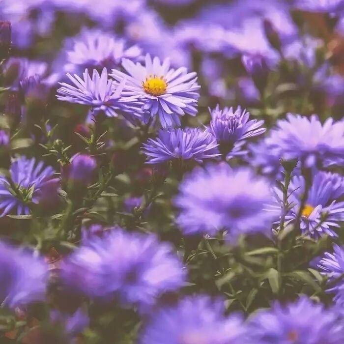 优雅浪漫的橘句子紫色系ins