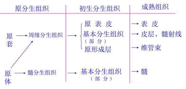植物学期末复习之植物学部分 - 知乎