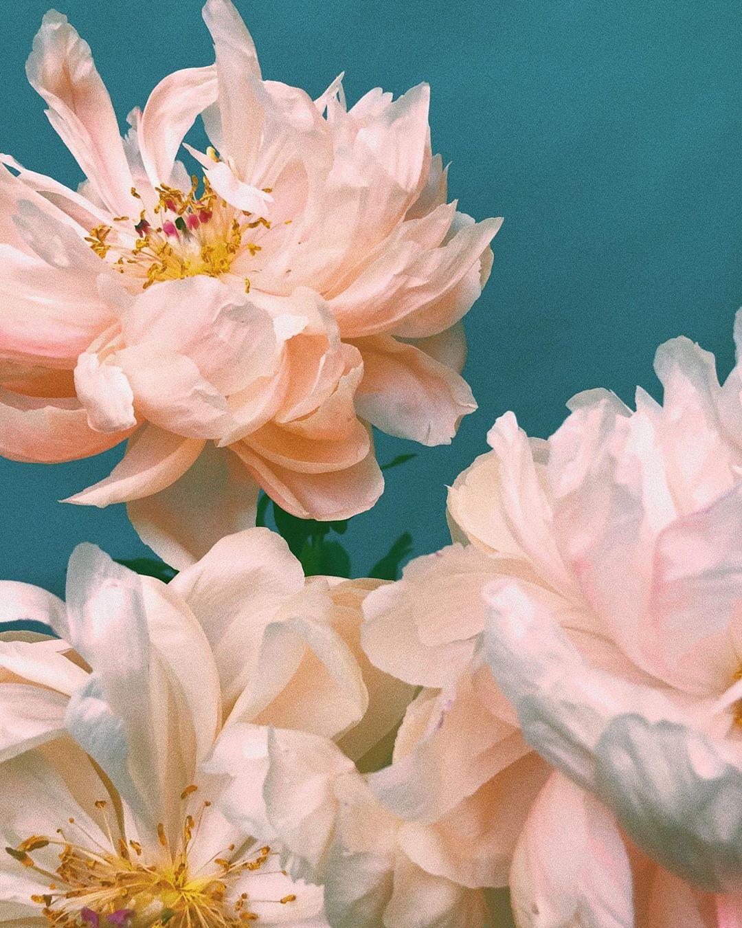 鲜花的意义 需要很多色彩才能抵抗生活的枯燥 知乎