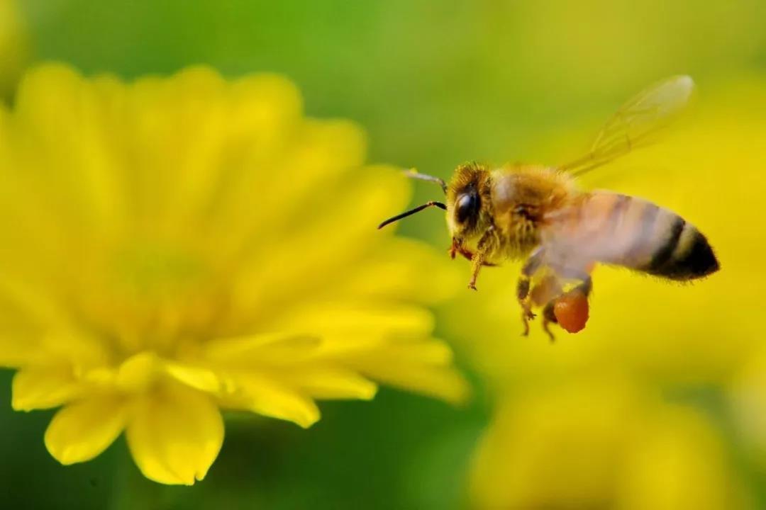蜂花粉的功效 男人可以吃蜂花粉 蜂花粉营养 知乎