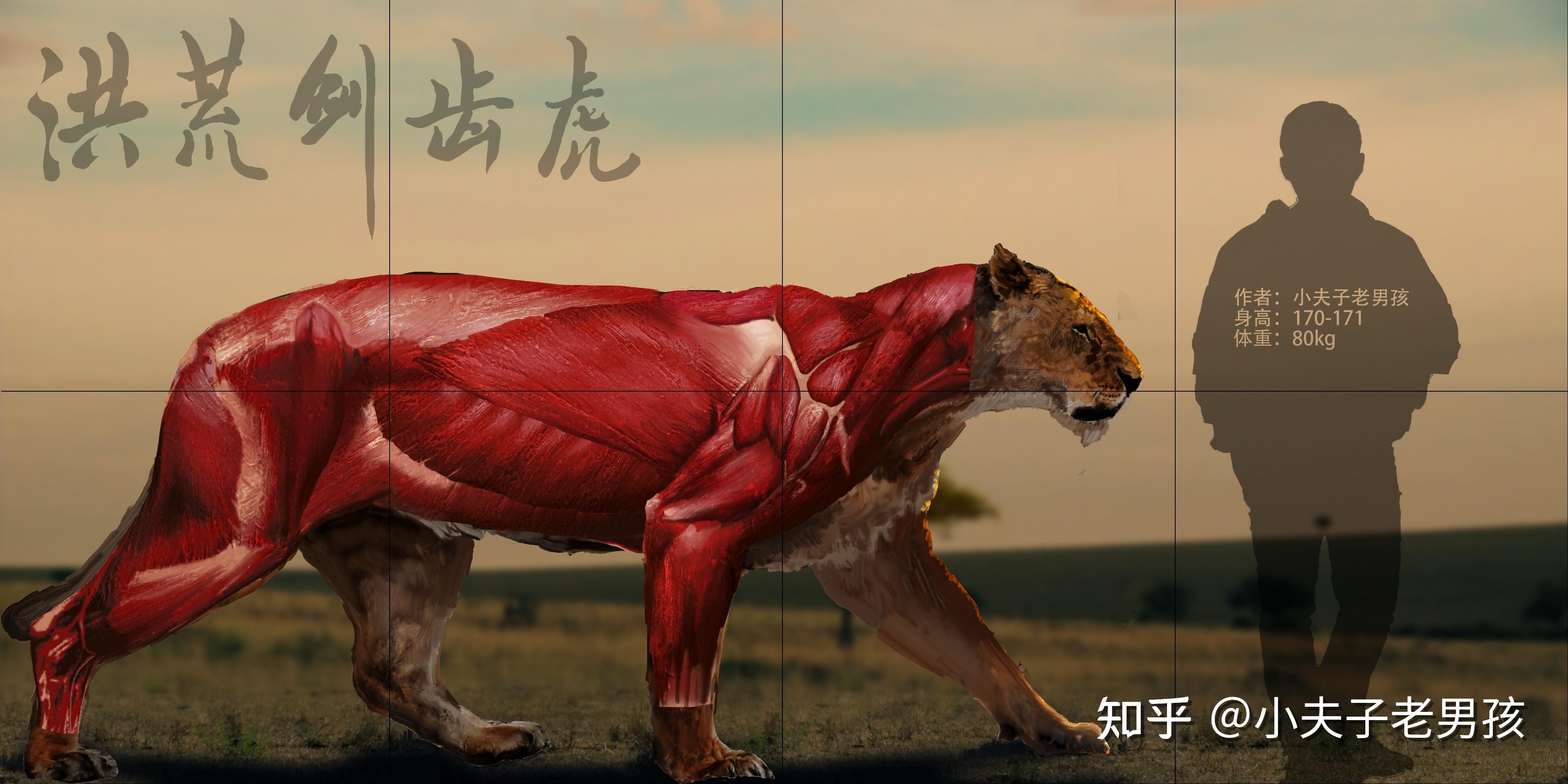 比如我在画食肉目剑齿虎亚科的洪荒剑齿虎和犬熊科的大熊时,发现肌肉