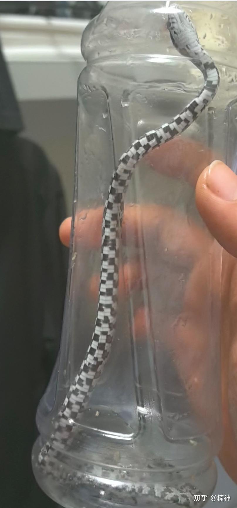 腹部黑白相间,背部有黑色圆斑的是什么蛇?