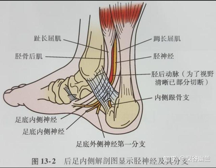 361个腧穴精准位置