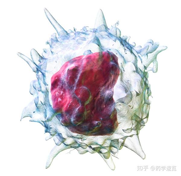 图片7:单核细胞