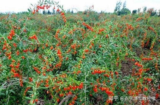 枸杞好吃但不会种?教你一些小技巧,一棵树就能吃一年 - 知乎