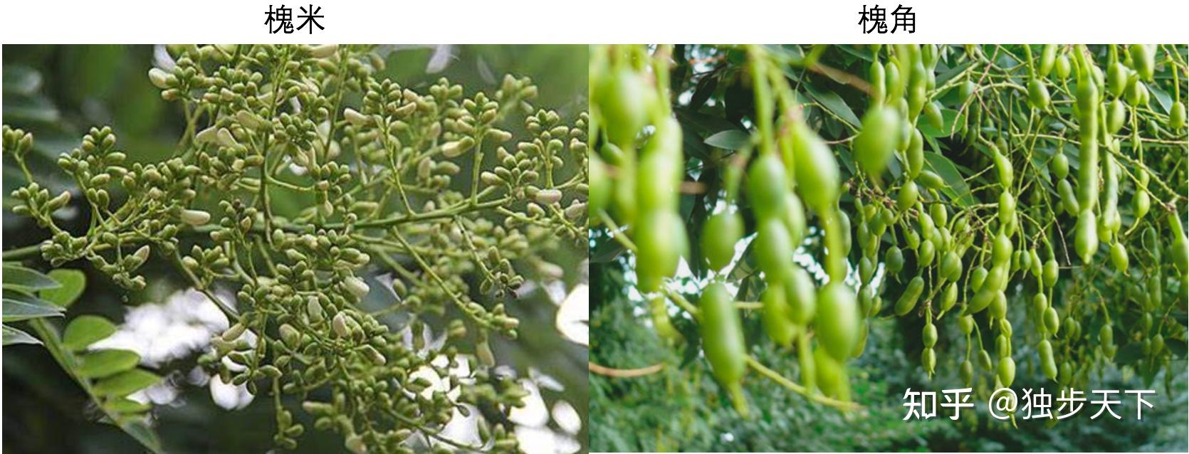 国槐,洋槐与中药