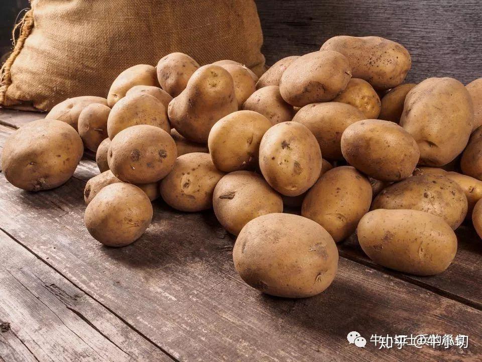 深刻影响爱尔兰历史的马铃薯,19世纪中期蔓延的"马铃薯枯萎病"