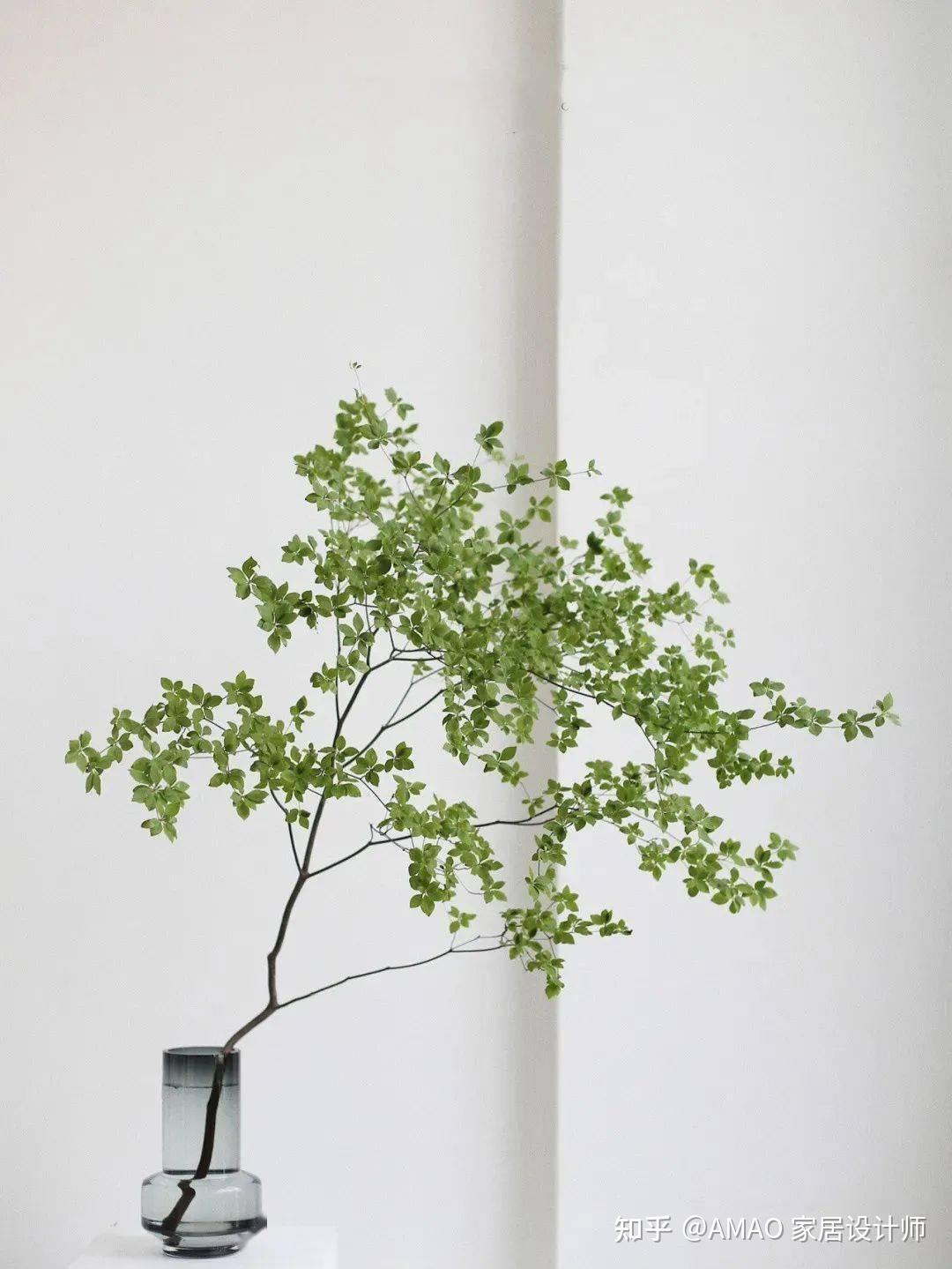 室内设计我喜欢的植物 吊钟 - 知乎