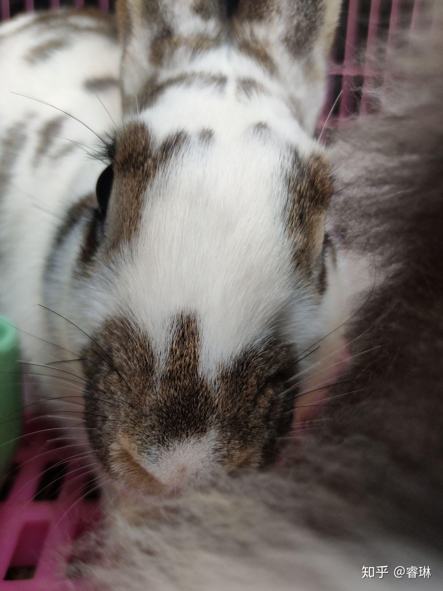 兔子的耳朵为什么没有圆的 v2-a6eefde9080a5c10e0f0d204784b1250_r.jpg