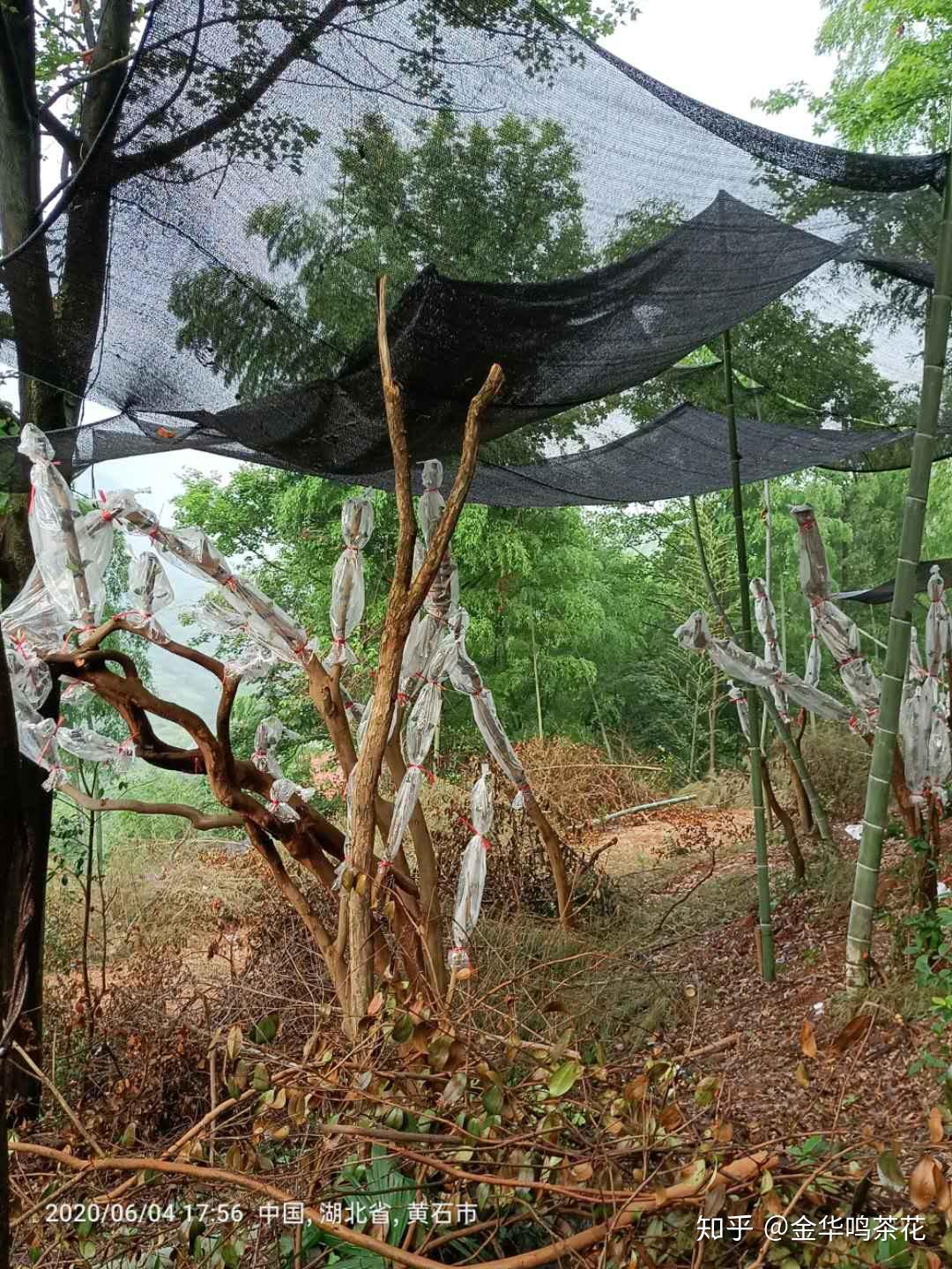 油茶树嫁接茶花茶梅黄石站