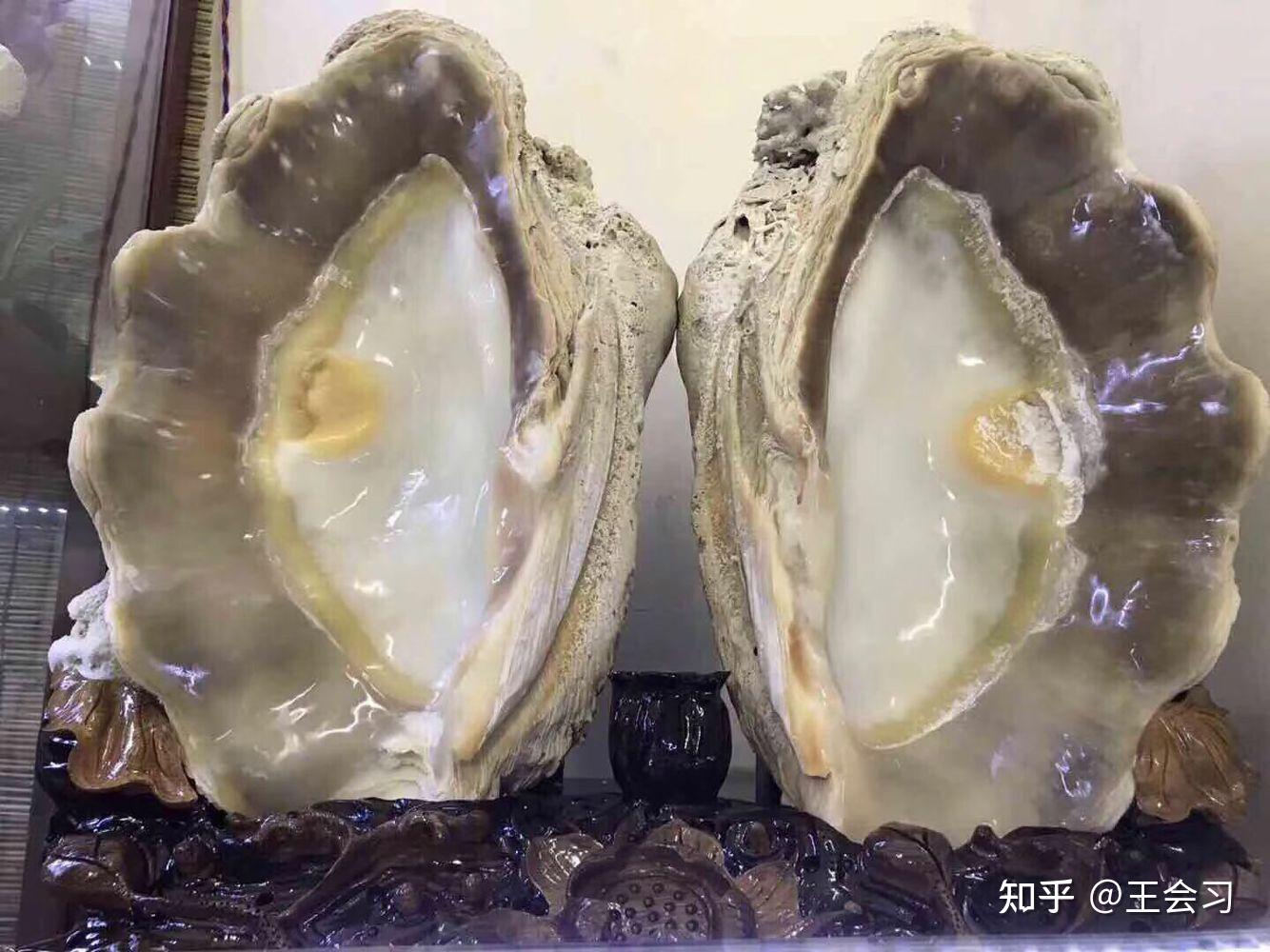 【砗磲】在严控管制下的砗磲价值 - 知乎