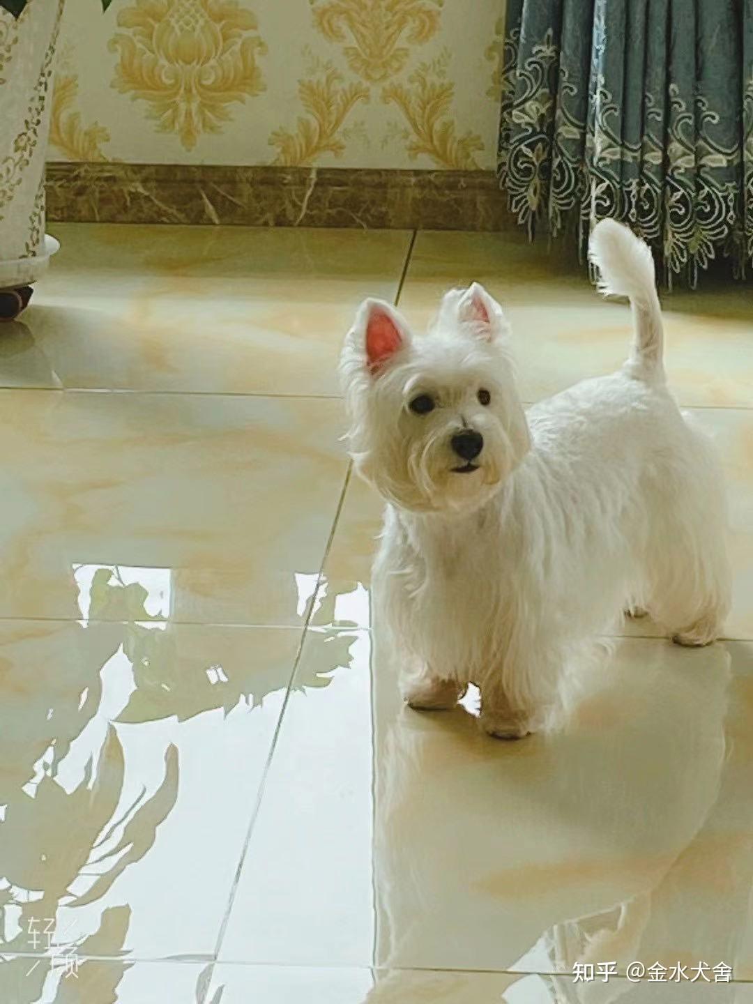 坚决抵制无序繁殖西高地!让你真正了解西高地