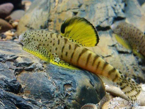 因为是河水是山泉水,所以河里除里鳜鱼,军鱼,鲤鱼,锯鳅