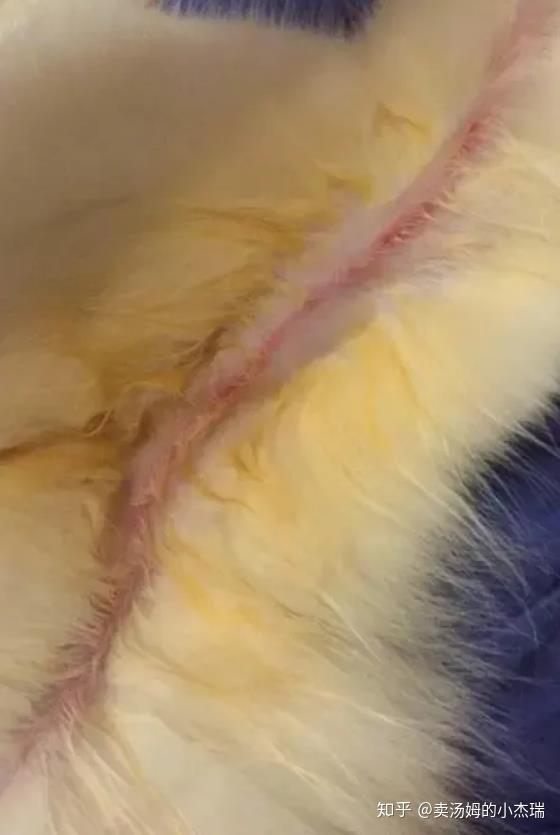 猫咪皮肤病 你还只知道 猫癣 吗 知乎