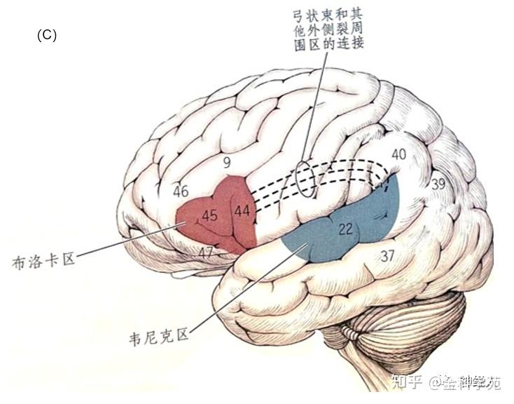 失语病人指示图图片