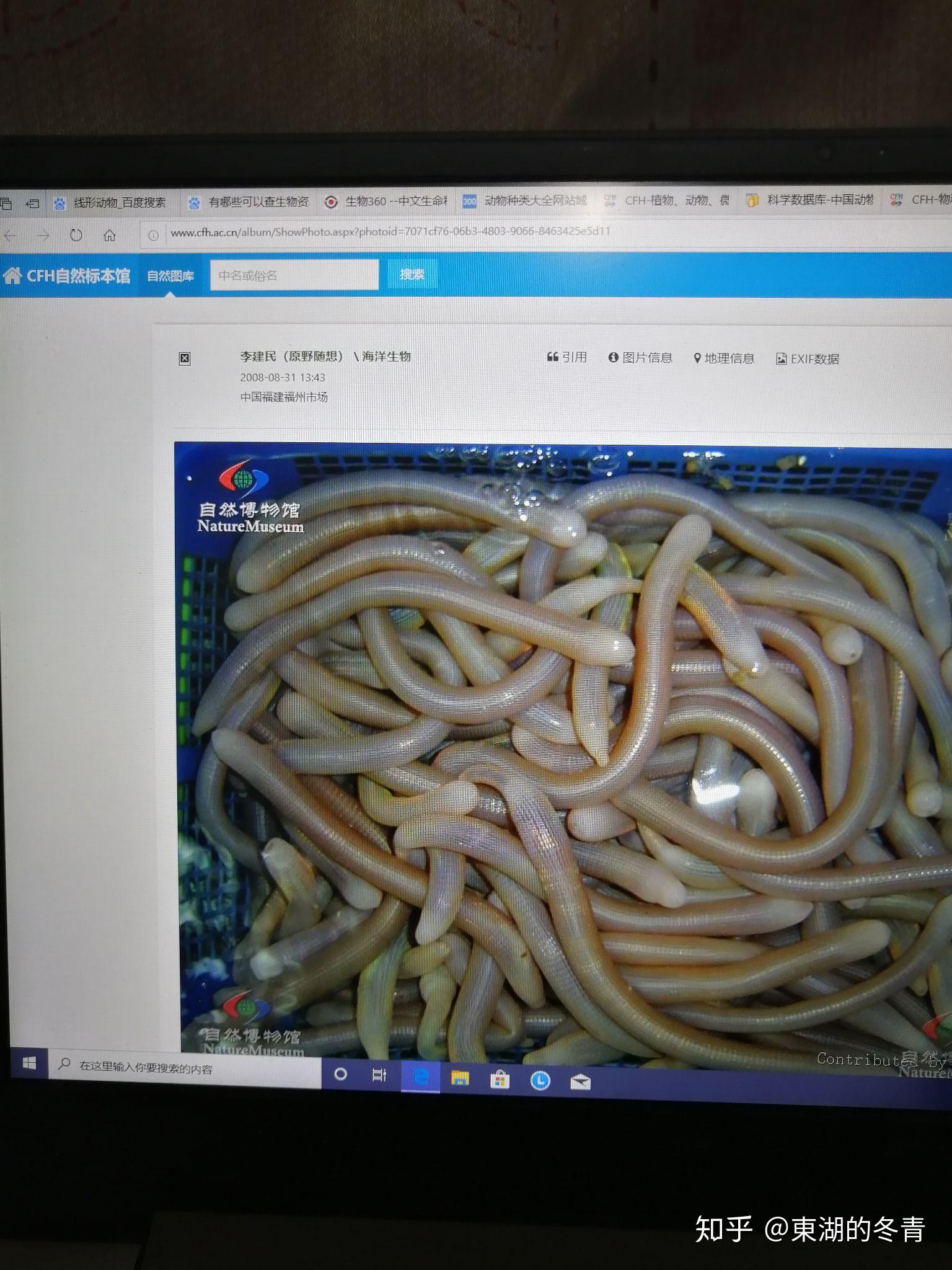 这个和克系生物一样的虫子是什么东西