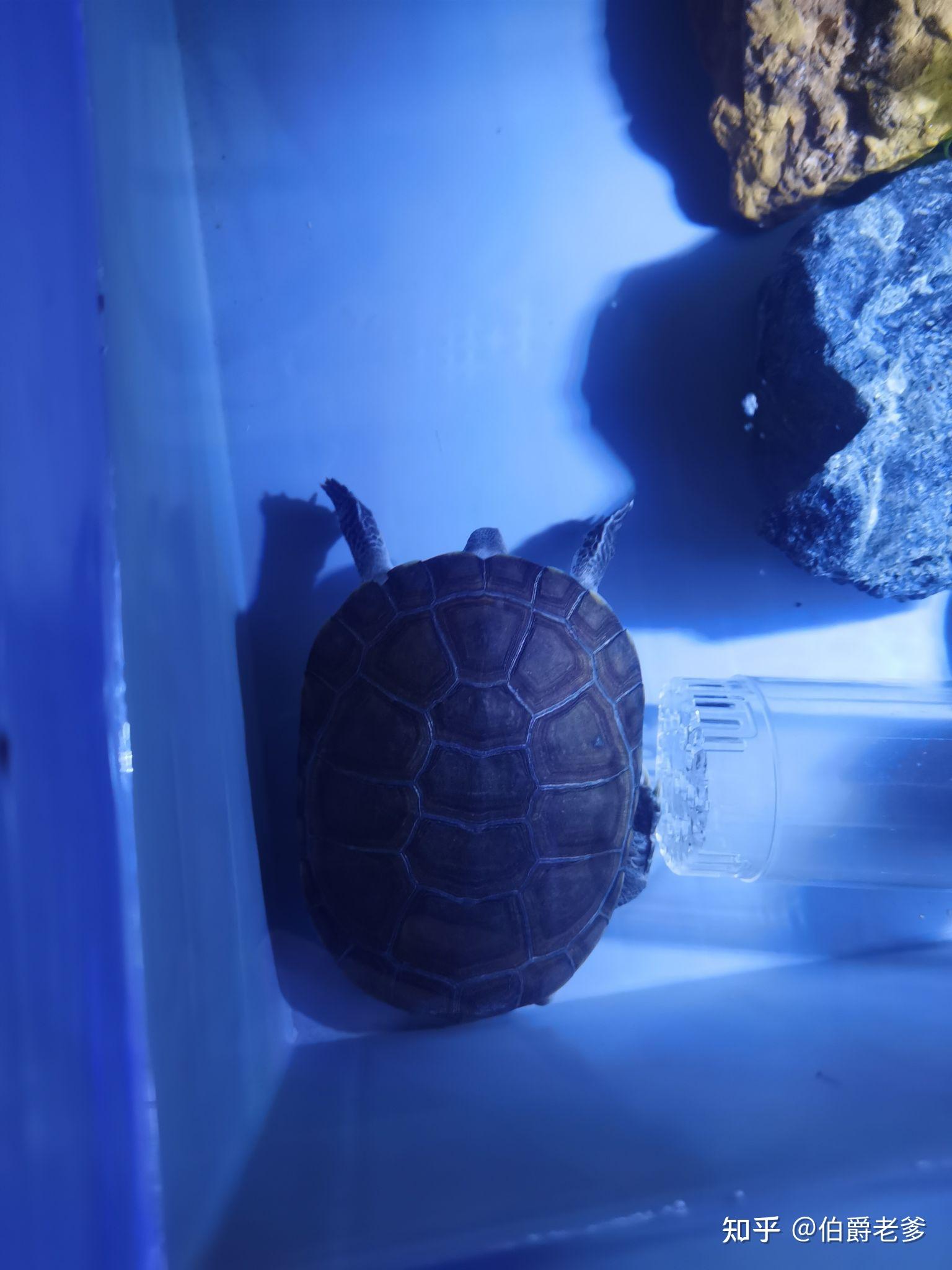 沼泽侧颈龟大学习的日常