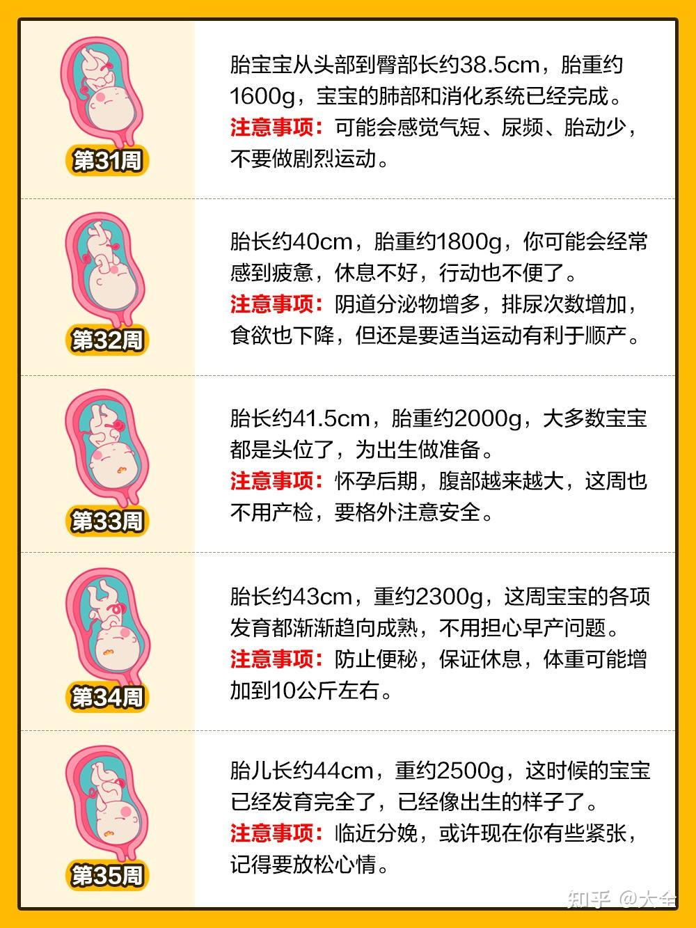 孕期1 40周胎儿发育全过程变化和b超单解读！ 知乎 