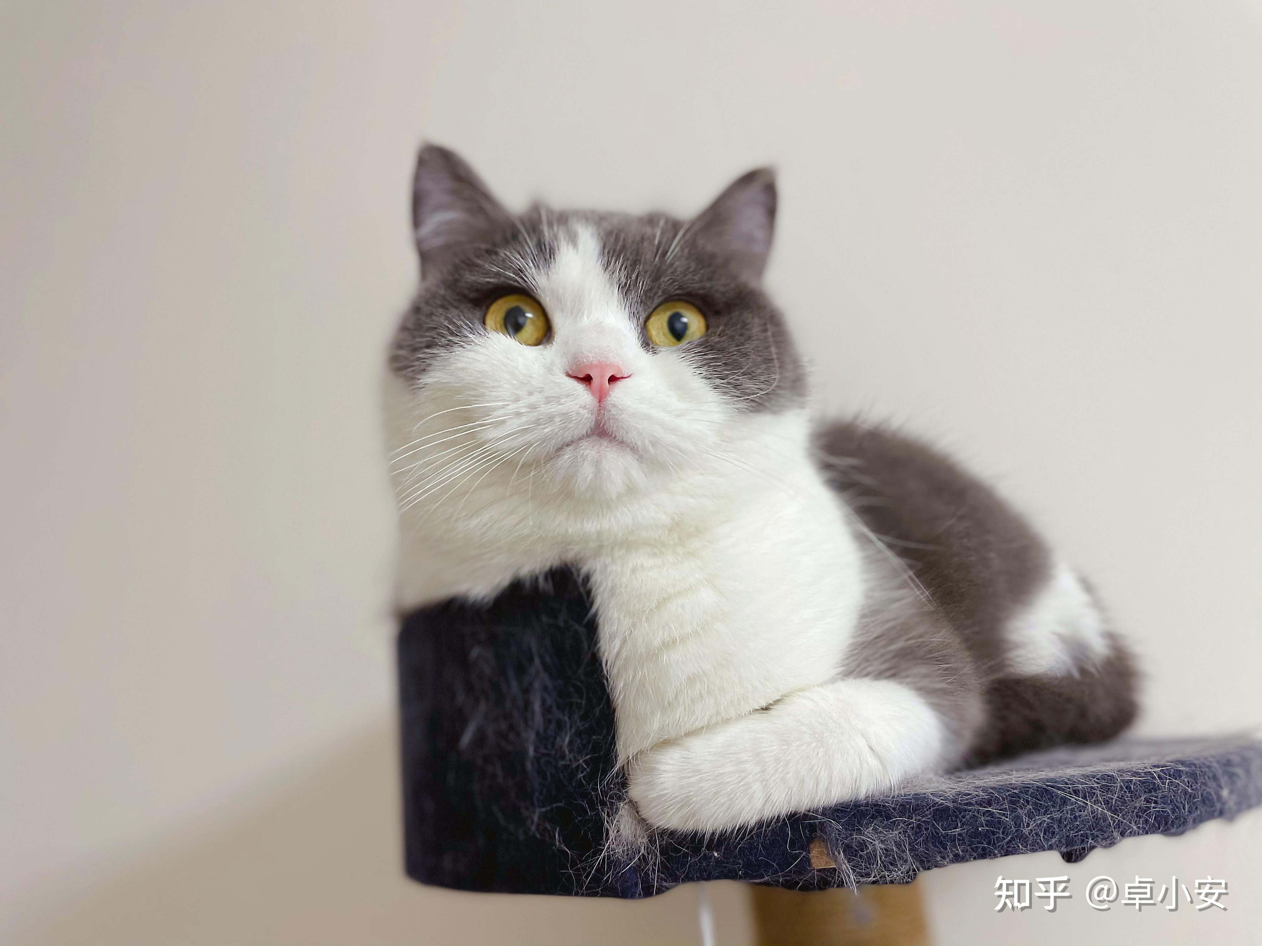 想问问大家有没有养过开脸不正,但是长的好看的小猫咪?