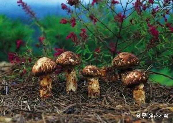 国家Ⅱ级重点保护珍稀濒危菌类植物：松口蘑（松茸） - 知乎