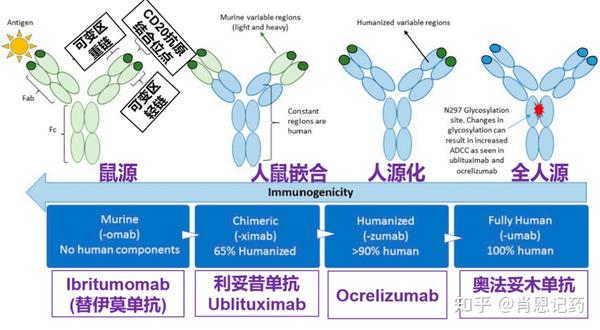 记住所有FDA生物药 | 最后3款CD20 | 奥法妥木单抗,Ibritumomab tiuxetan,Ublituximab - 知乎