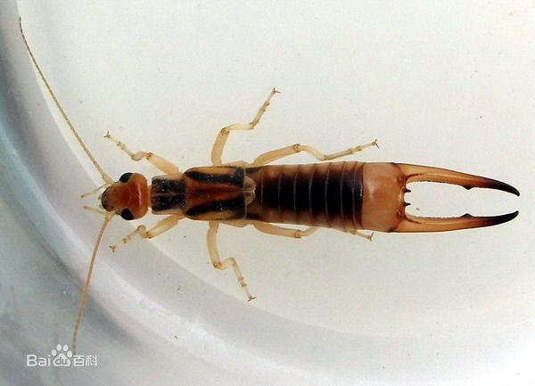 嘴巴长长的 像蚂蚁的昆虫是什么? - 知乎