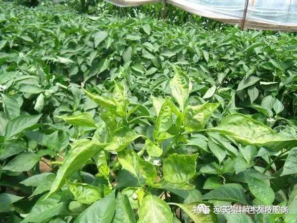 辣椒新叶皱缩卷曲病因汇总! - 知乎