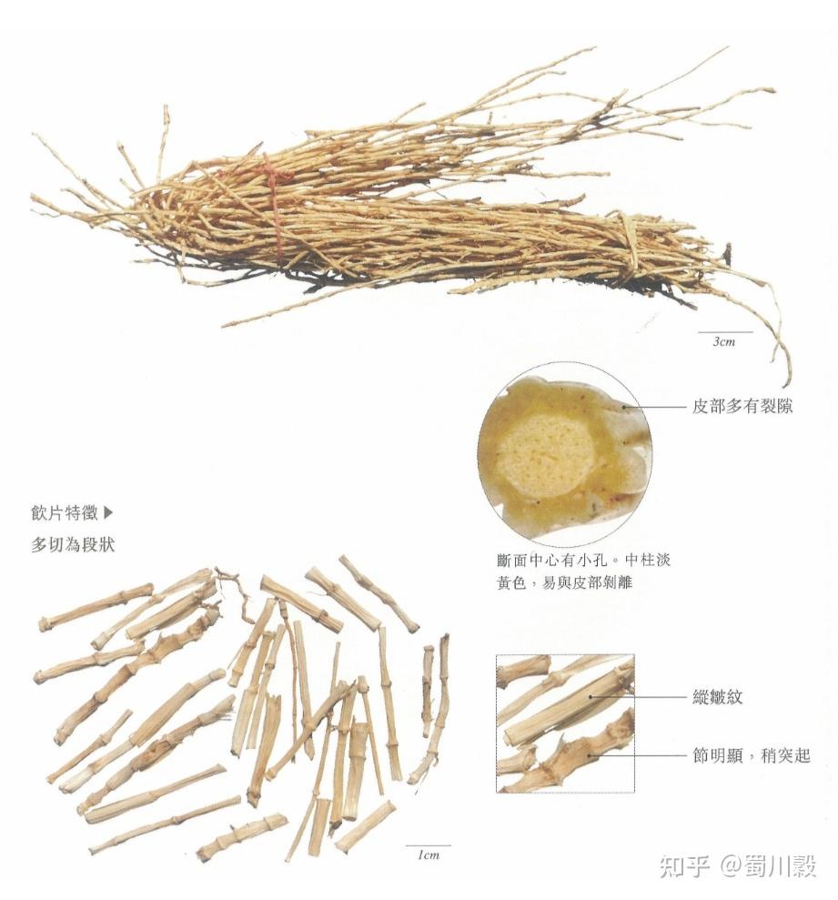 茅根和鱼腥草区别图片