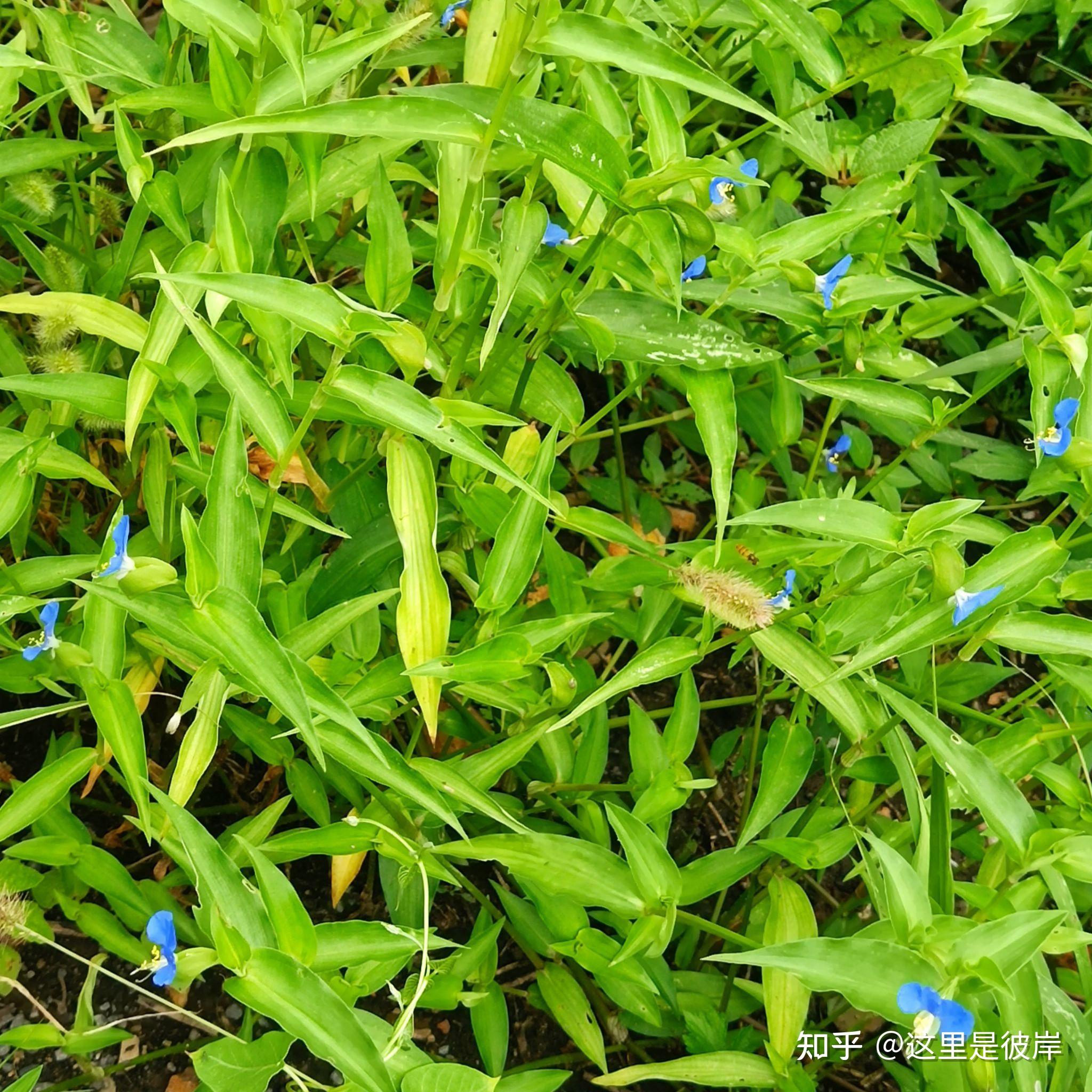 鸭舌草-药用植物花谱-图片