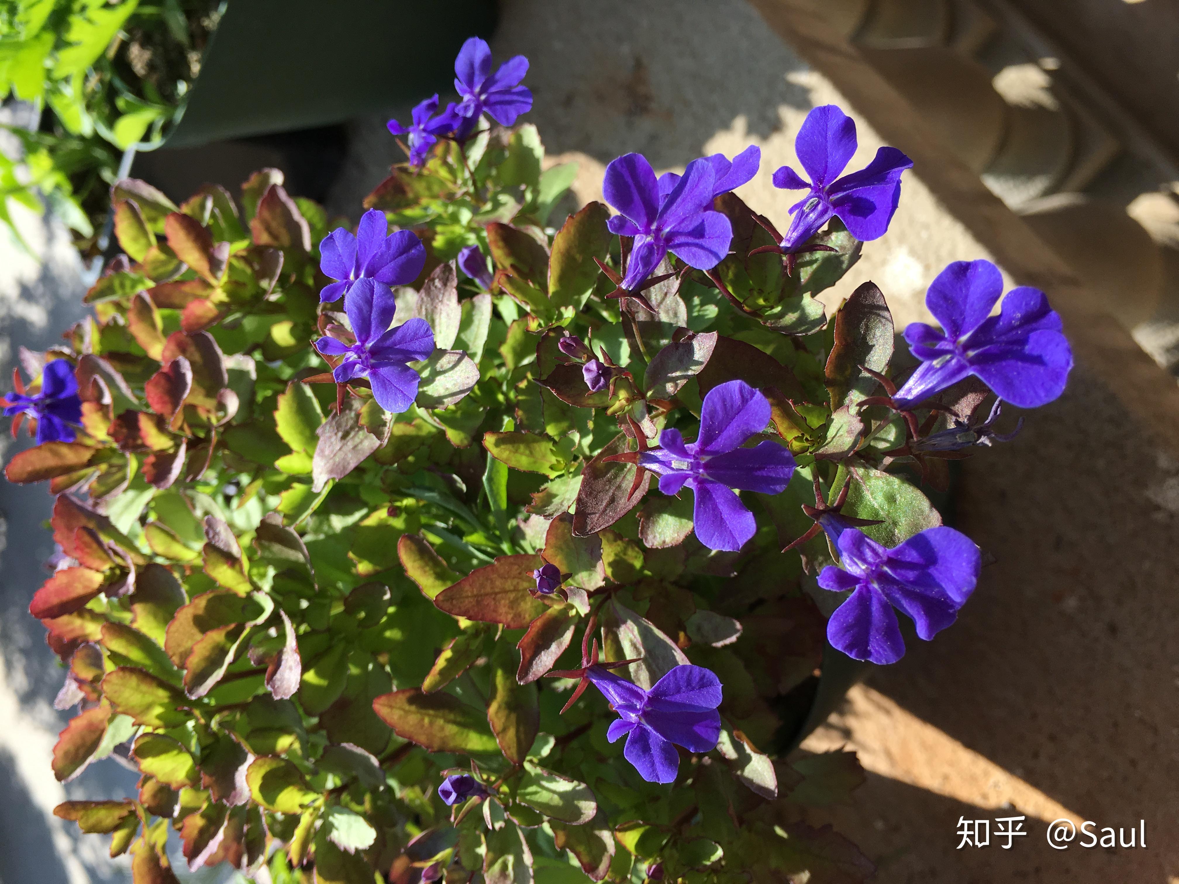 六倍利怎么种呀有没有幼苗的实图