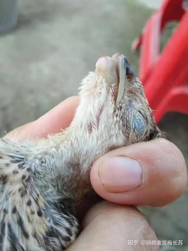 小鸡为什么断喙断喙需要注意哪些问题