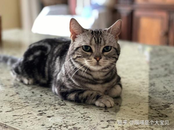 “英短”和“美短”哪个好？养了才知道，区别很大 - 知乎