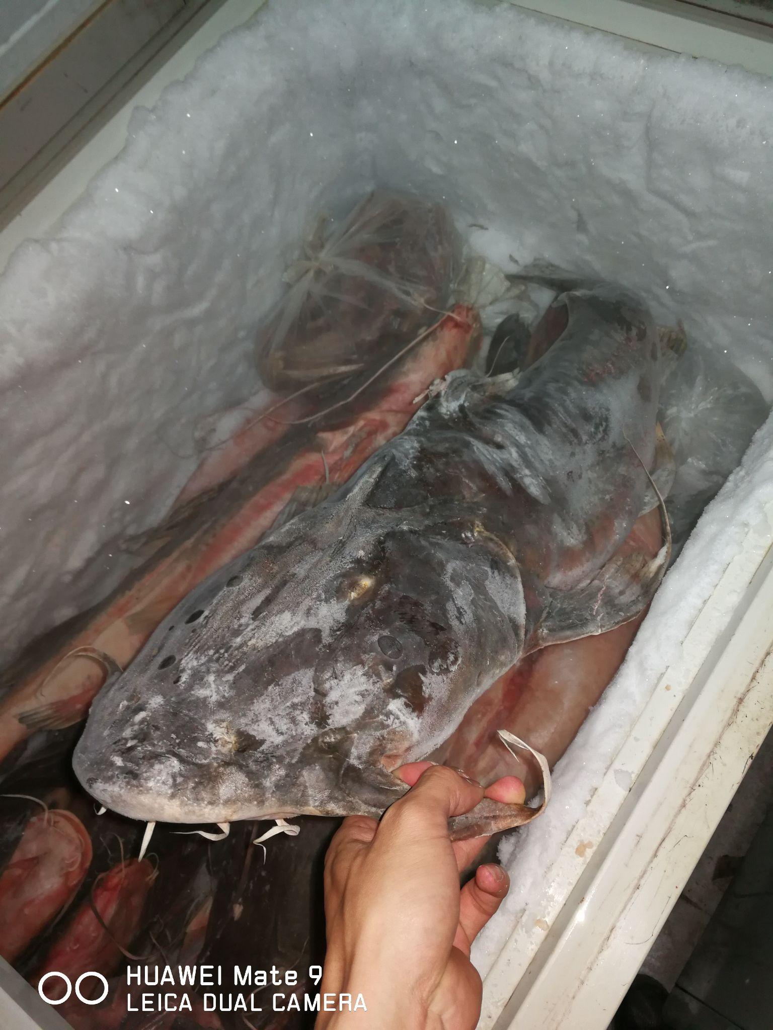 面瓜鱼澜沧江里的霸主