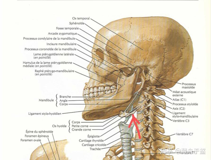 舌骨的位置,最好有图,求问舌骨的位置,怎么找到它? 