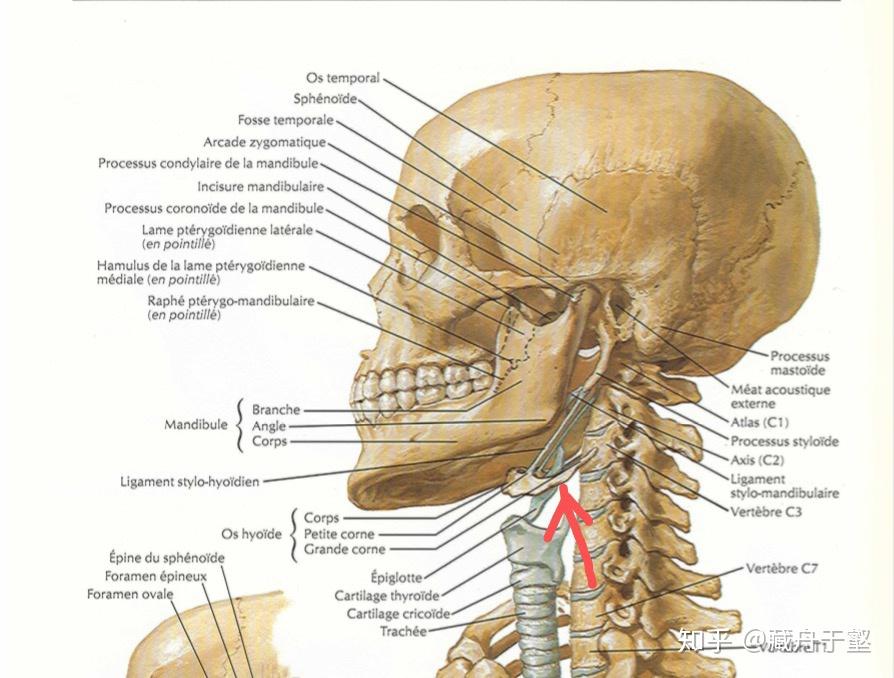 舌骨的位置,最好有图,求问舌骨的位置,怎么找到它? - 知乎