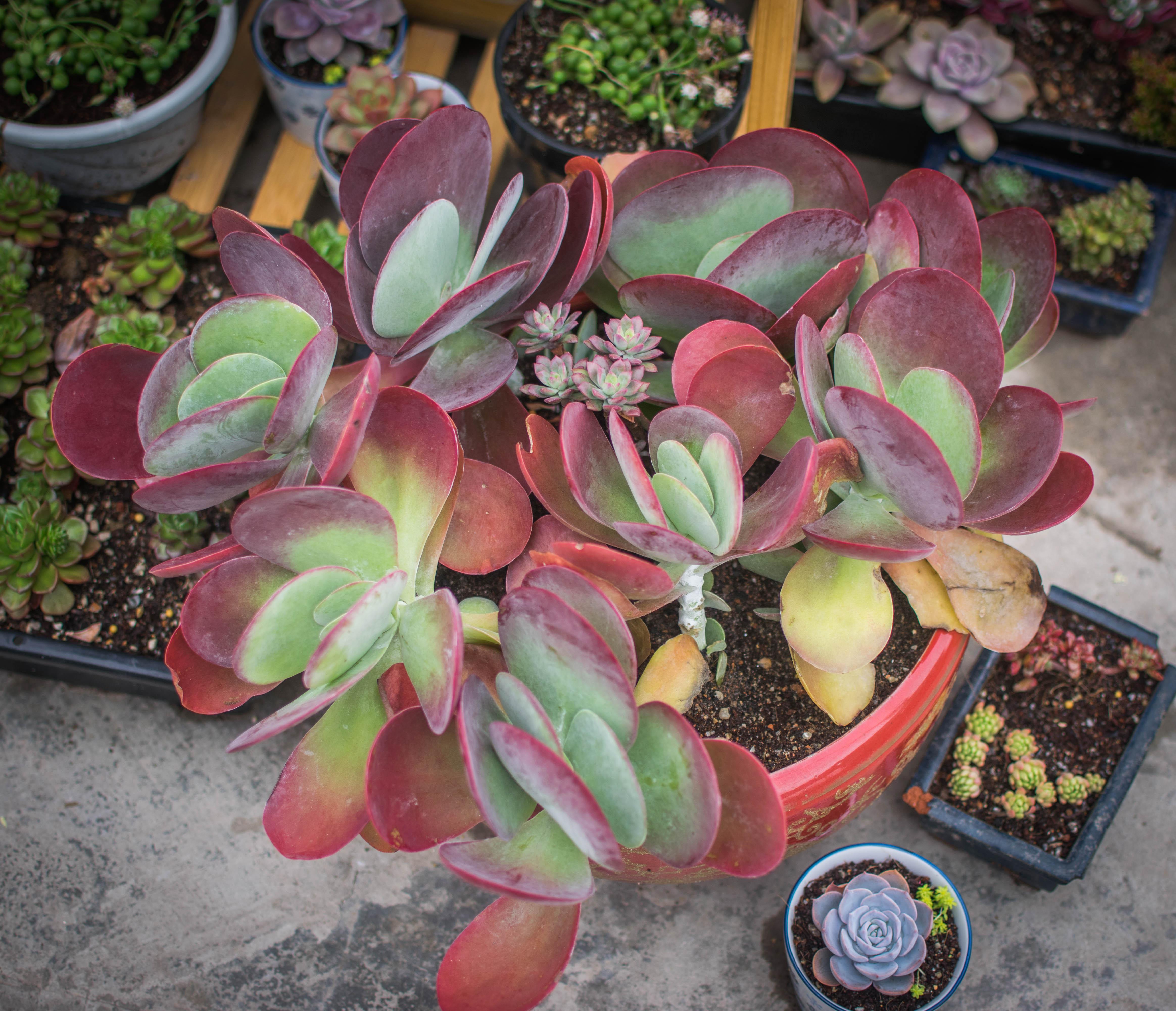 种植小纪录:又美又好种的唐印