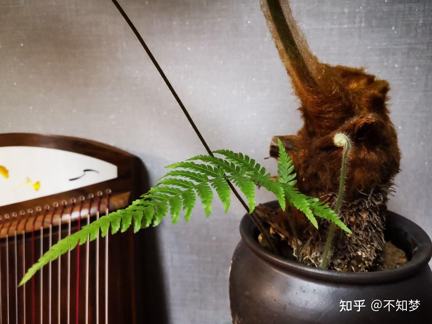 金丝猴蕨采光良好温度湿润的室内养护为何叶片焦卷? - 知乎