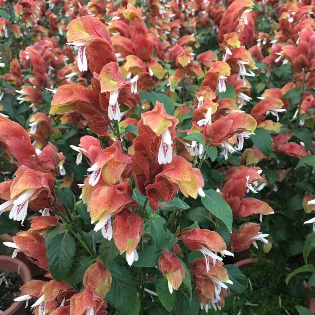 花朵看起来像虾的麒麟吐珠虾衣花