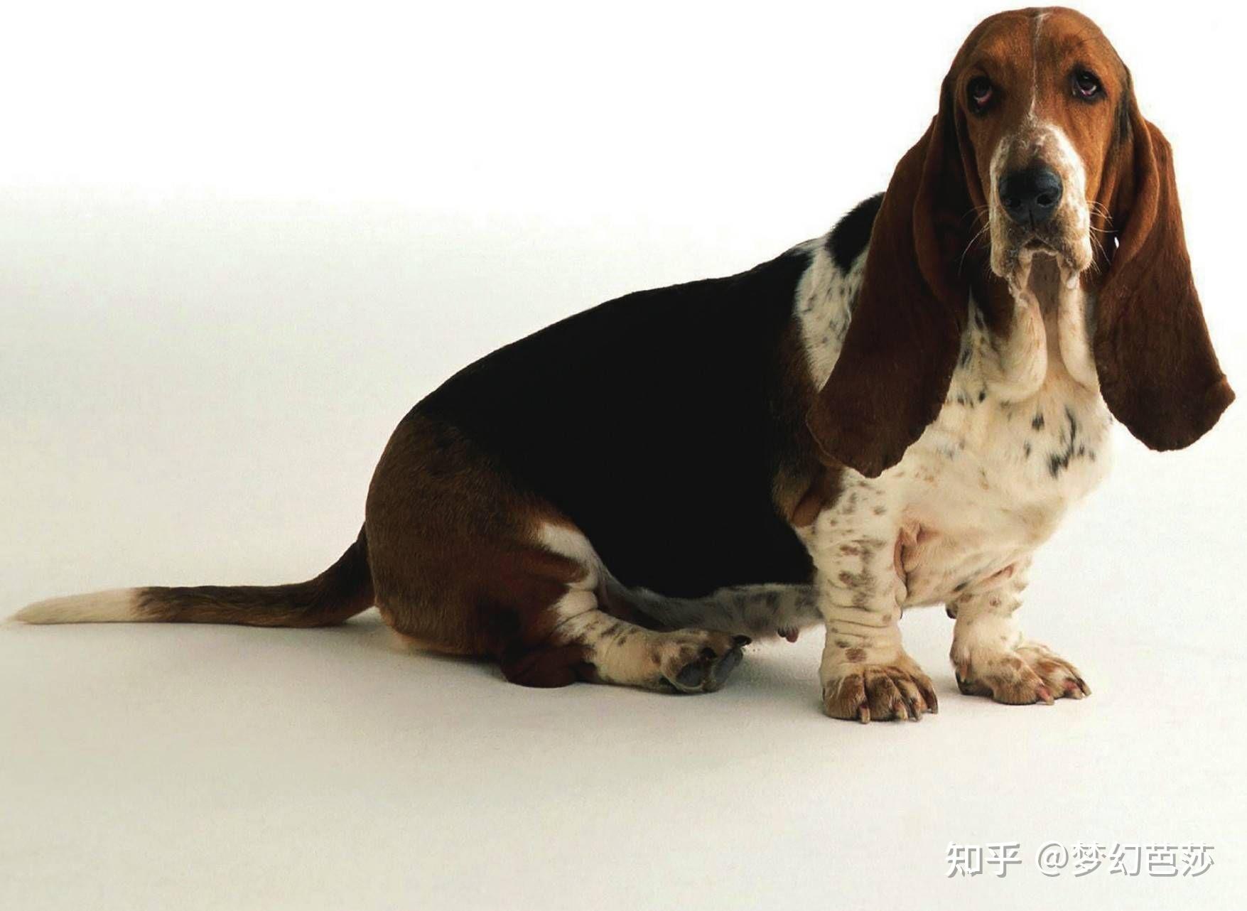 巴吉度猎犬聪慧友善,细腻敏感,忠于主人 - 知乎