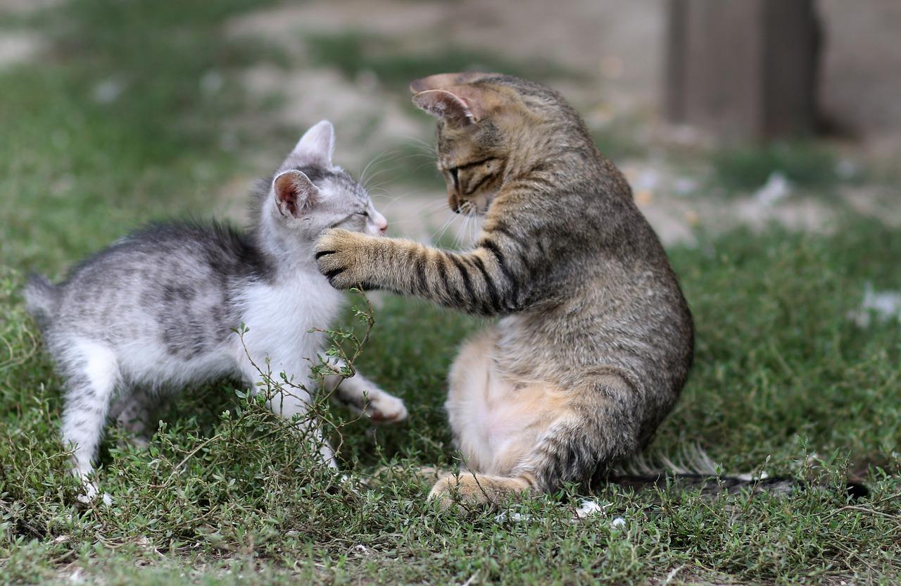 猫咪的生活习性介绍，猫有哪些生活习惯呢？你家猫也是这样吗？ 知乎