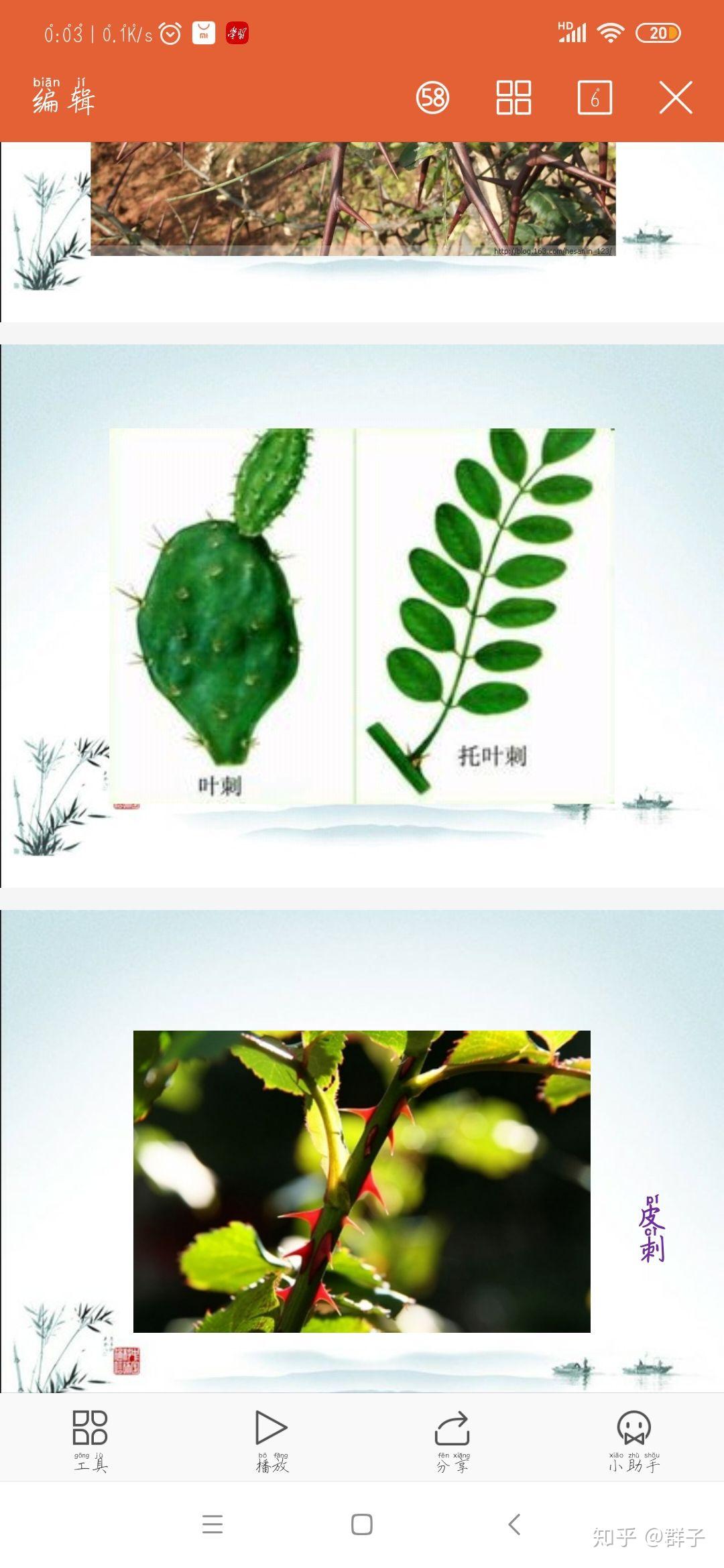 怎么分辨叶刺与茎刺,块茎与块根?