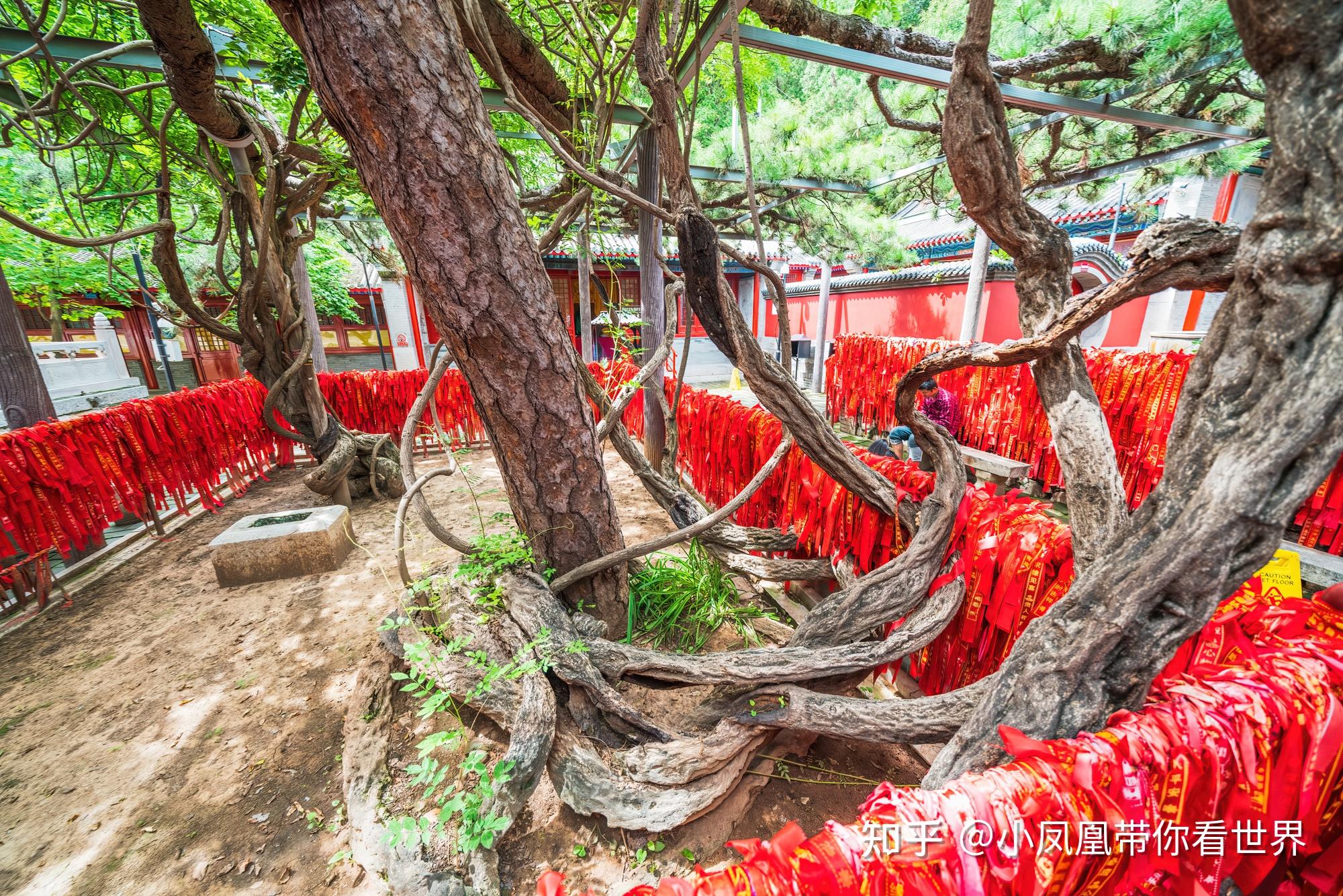 雌雄银杏—夫妻树