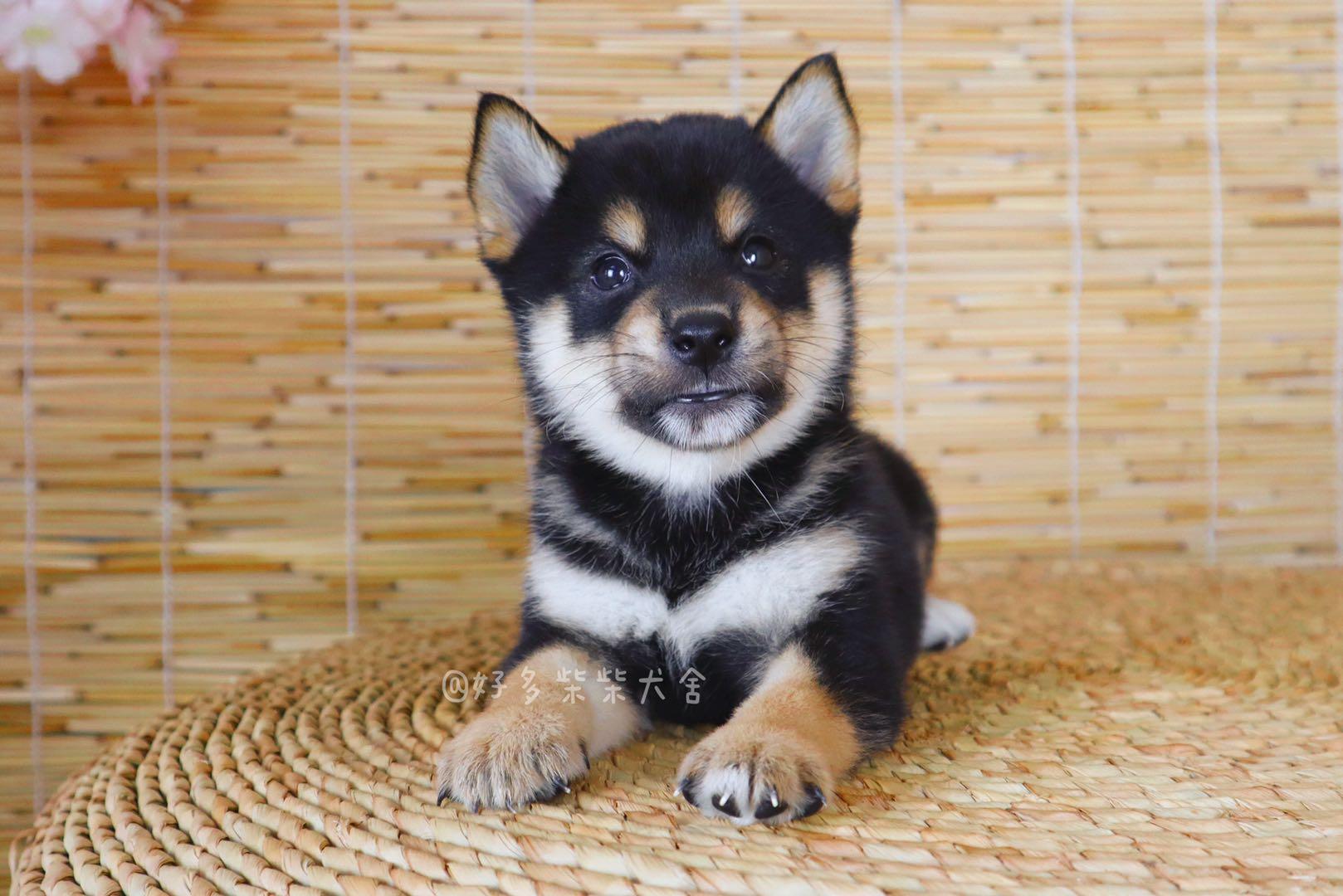 关于黑柴你想了解的问题都在这里