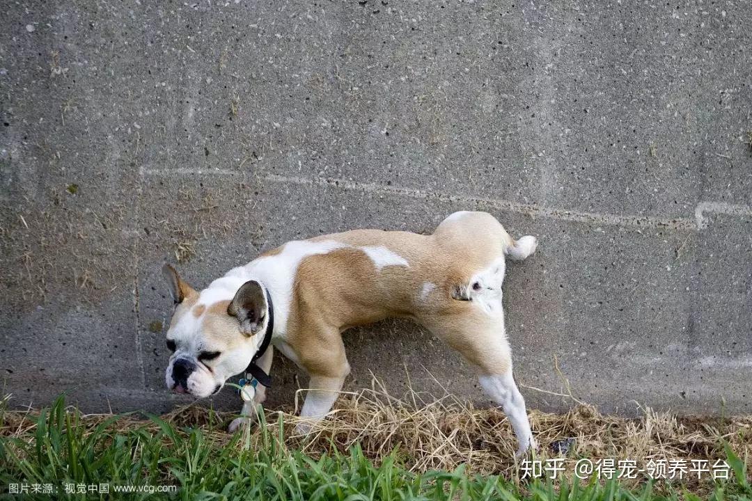 怎麼教狗狗上廁所